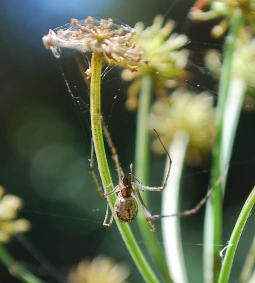 Tetragnatha sp. (Tetragnathidae)